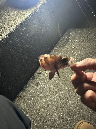 クロメバルの釣果