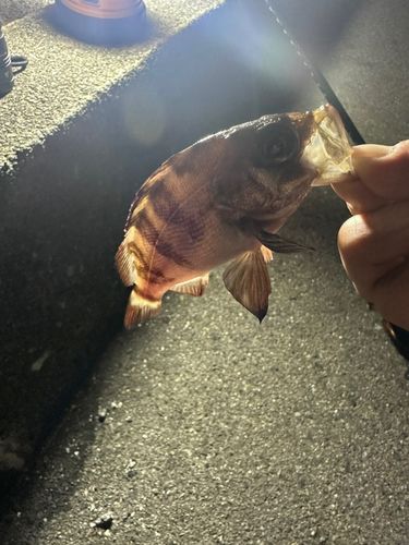クロメバルの釣果