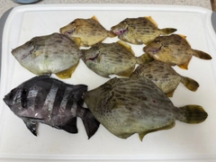 カワハギの釣果