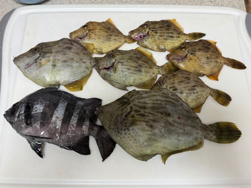 カワハギの釣果