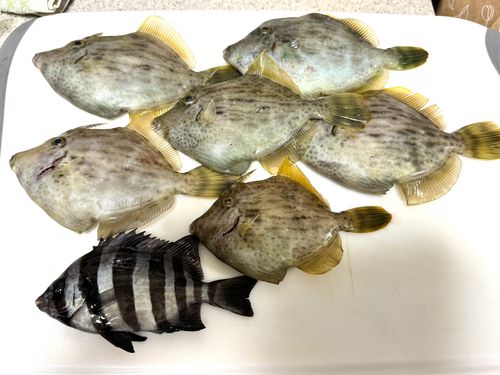 カワハギの釣果