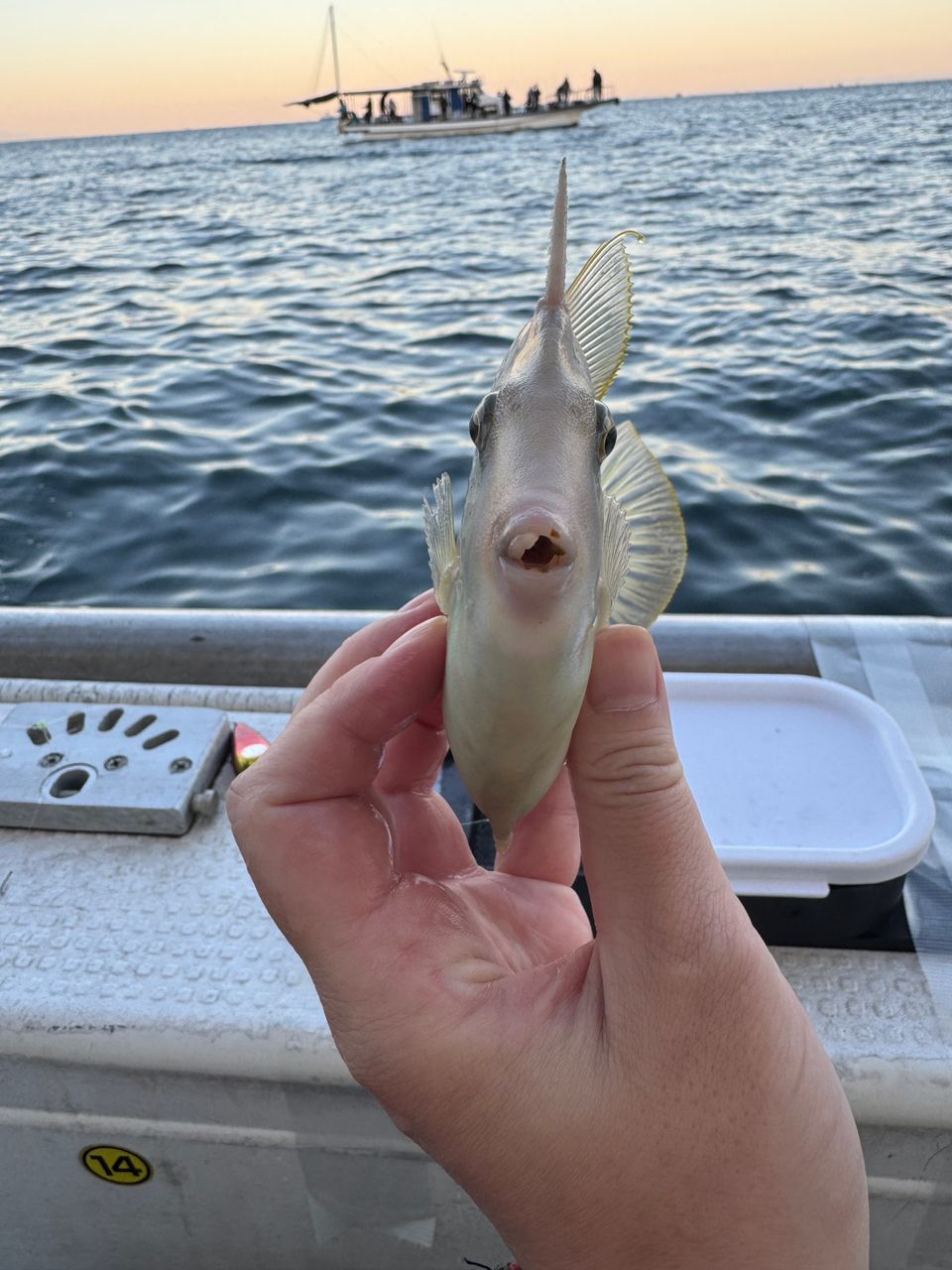 釣り人どんぐり@兵庫さんの釣果 3枚目の画像