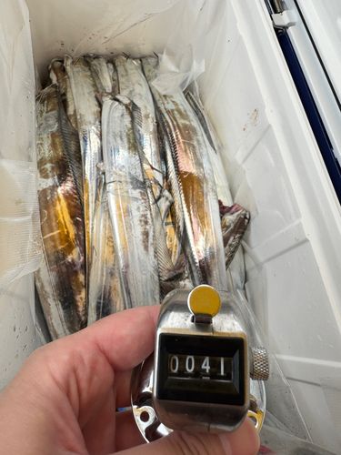 タチウオの釣果