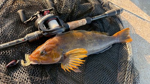 アイナメの釣果