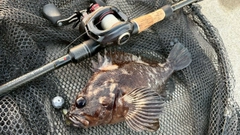 オウゴンムラソイの釣果