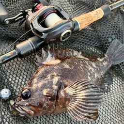 オウゴンムラソイ