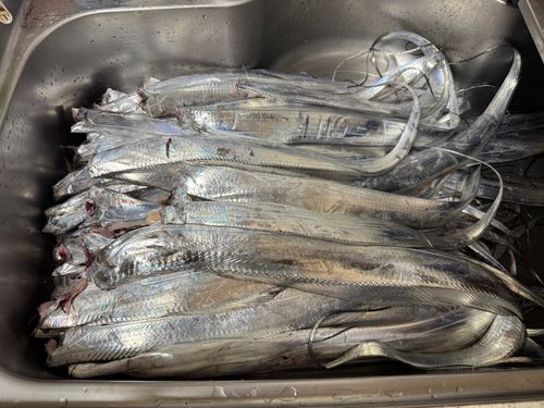 タチウオの釣果