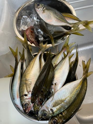 マアジの釣果