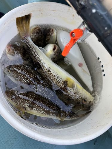 ショウサイフグ