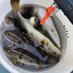 ショウサイフグ