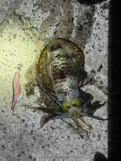 アオリイカの釣果
