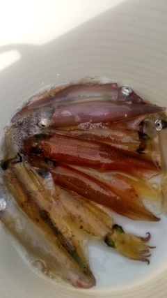 ヤリイカの釣果