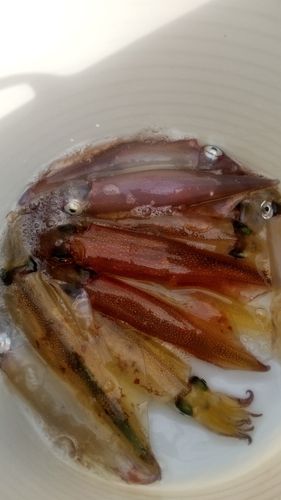 ヤリイカの釣果