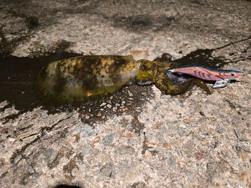 アオリイカの釣果