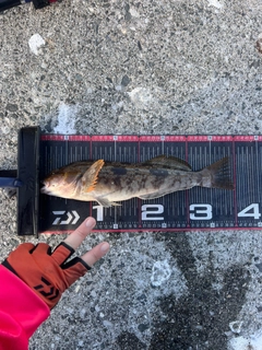 アイナメの釣果