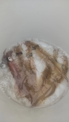 ヤリイカの釣果