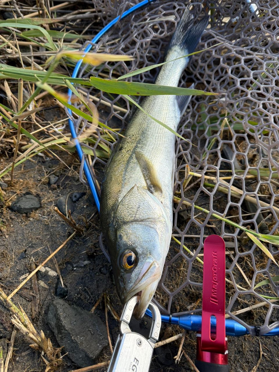 Ripple Fisher シルバーストリーム 81の最安値・インプレ・釣果 | 本音