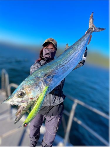 サワラの釣果