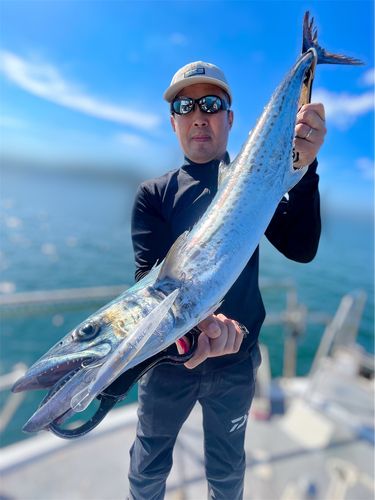 サワラの釣果