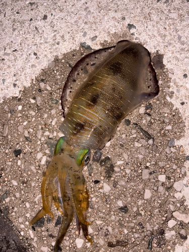 アオリイカの釣果