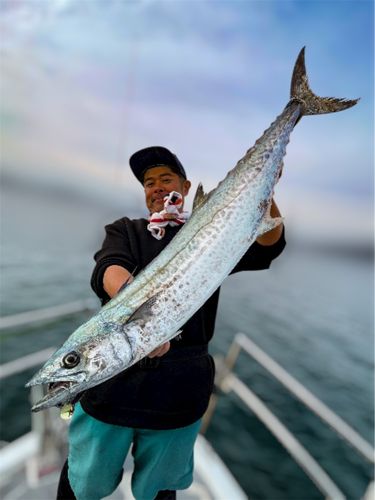 サワラの釣果