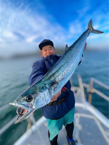 サワラの釣果