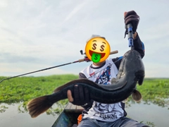 ジャイアントスネークヘッドの釣果