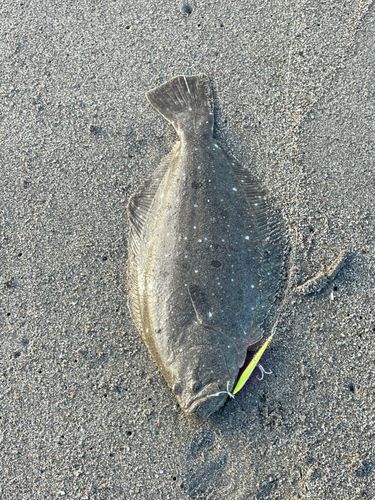ヒラメの釣果