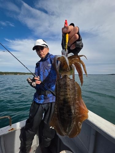 アオリイカの釣果