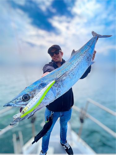 サワラの釣果
