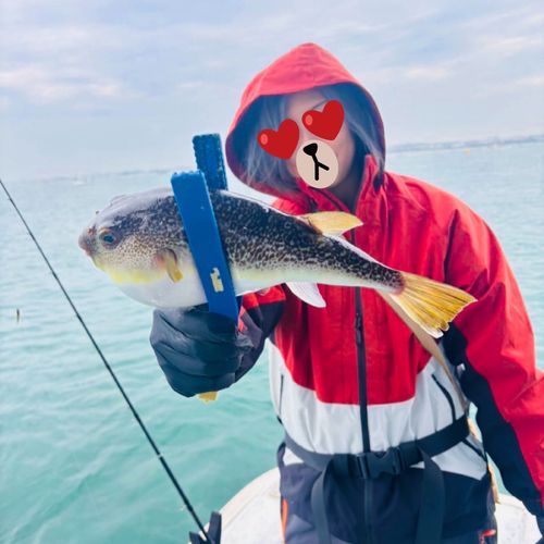 ショウサイフグの釣果