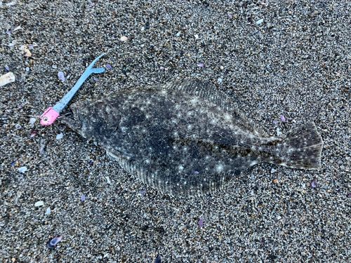 ヒラメの釣果