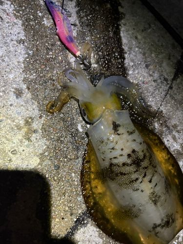 塩屋漁港（大阪）