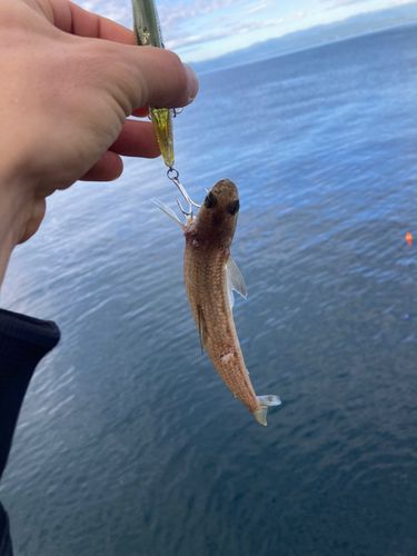 内浦湾（沼津）