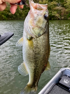 ラージマウスバスの釣果