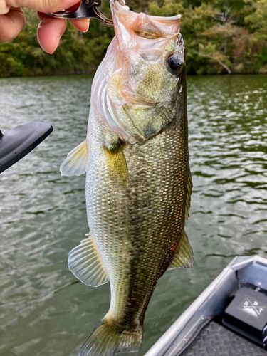 ラージマウスバスの釣果