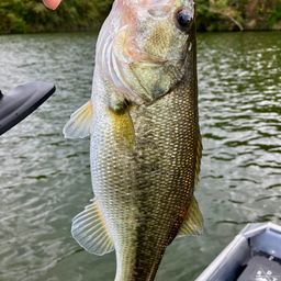 ラージマウスバス