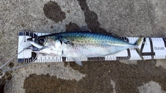 ゴマサバの釣果