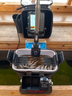 ワカサギの釣果