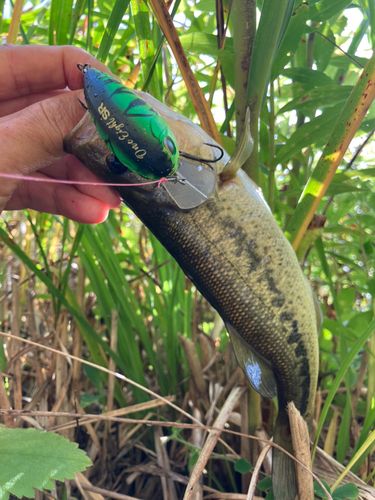 ラージマウスバスの釣果