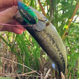 ラージマウスバス