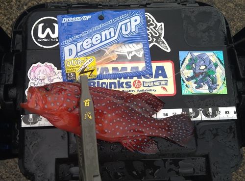 ユカタハタの釣果