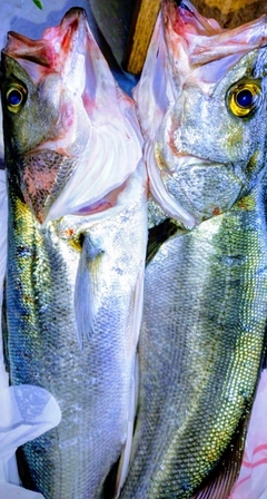 シーバスの釣果