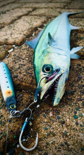 鞠山海遊パーク