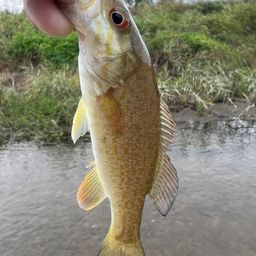 スモールマウスバス