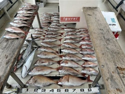 マダイの釣果