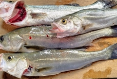 シーバスの釣果