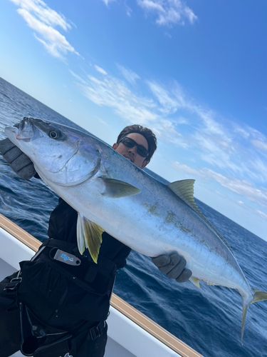 ヒラマサの釣果