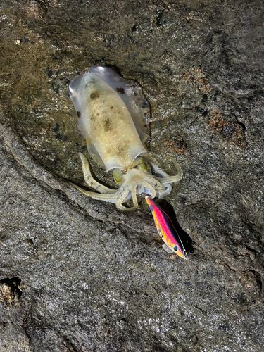 アオリイカの釣果