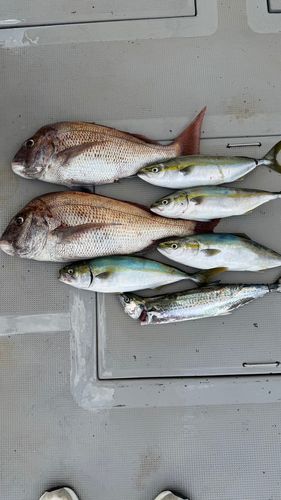 ハマチの釣果